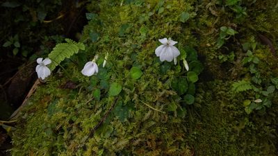 Viola formosana, photographed by Cheng-Te Hsu