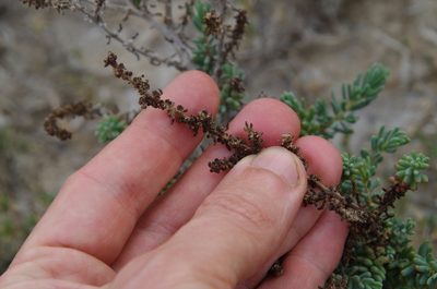 Suaeda tampicensis, photographed by Eric Knight