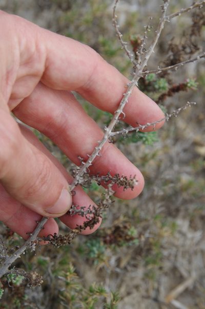 Suaeda tampicensis, photographed by Eric Knight