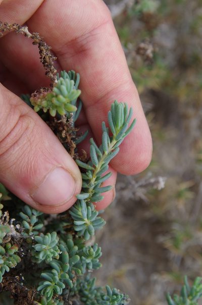 Suaeda tampicensis, photographed by Eric Knight