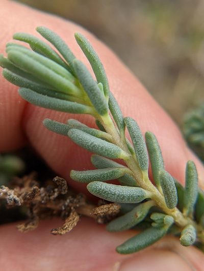 Suaeda tampicensis, photographed by Eric Knight