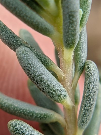 Suaeda tampicensis, photographed by Eric Knight