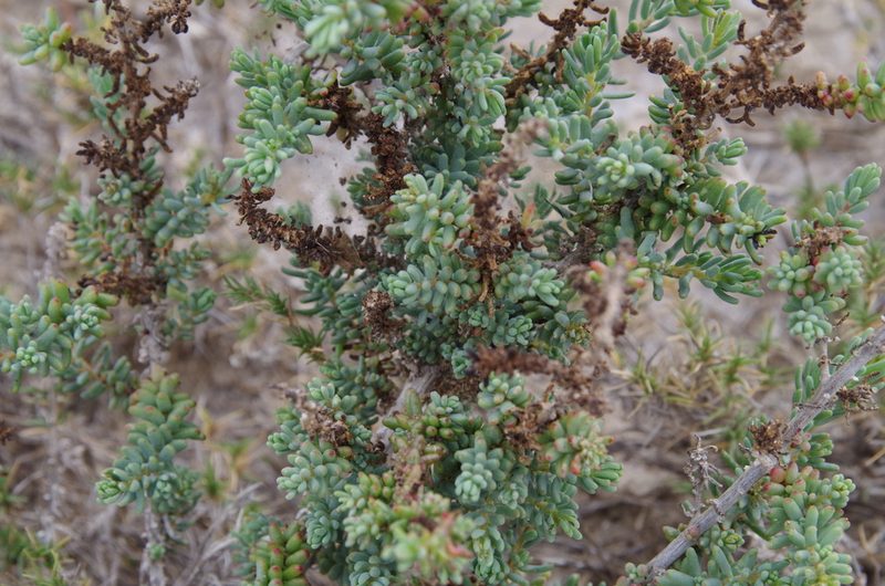 Suaeda tampicensis, photographed by Eric Knight