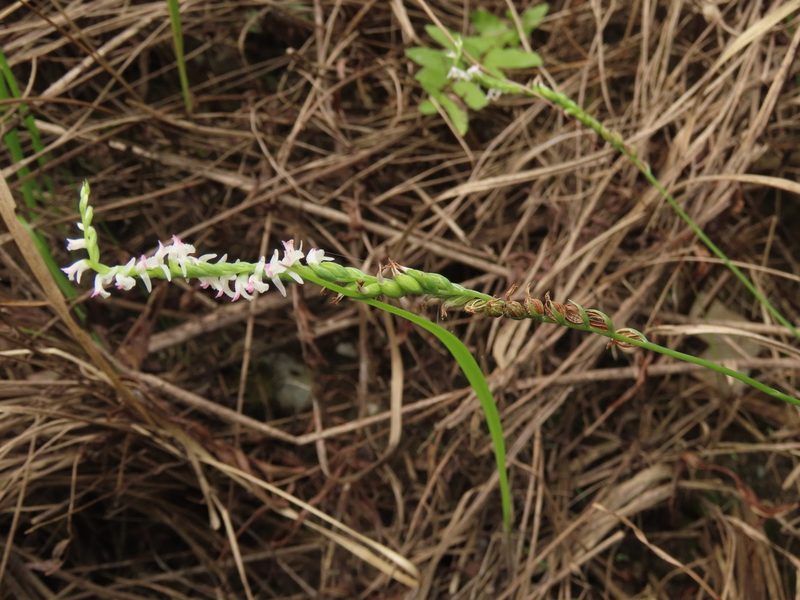 Spiranthes sinensis, photographed by chiuluan