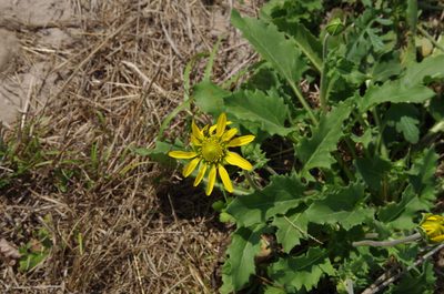 Tetragonotheca repanda