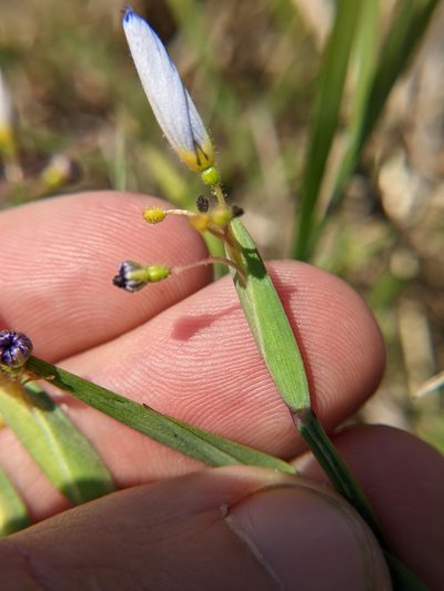 Sisyrinchium myrioflorum, photographed by Eric Knight