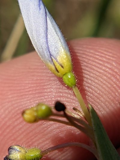 Sisyrinchium myrioflorum, photographed by Eric Knight