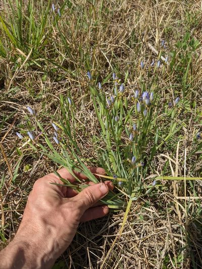 Sisyrinchium myrioflorum, photographed by Eric Knight