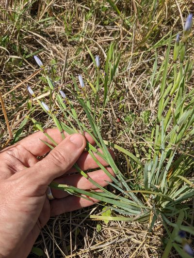 Sisyrinchium myrioflorum, photographed by Eric Knight