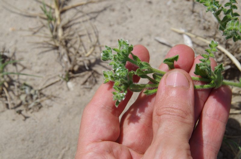 Cryptantha texana, photographed by Eric Knight