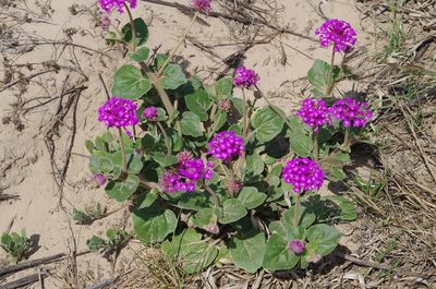 Abronia ameliae