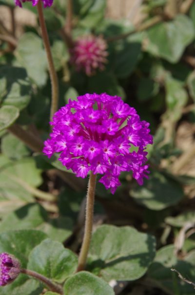 Abronia ameliae, photographed by Eric Knight