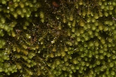 Marsupella emarginata, photographed by Braden J. Judson