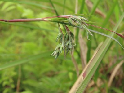 Apluda mutica, photographed by chiuluan