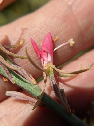 Oenothera mckelveyae, photographed by Eric Knight