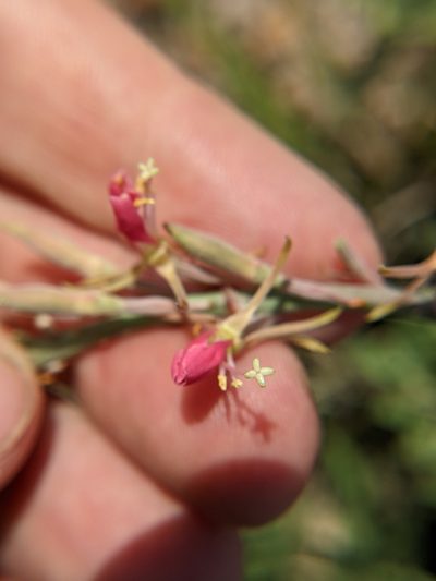 Oenothera mckelveyae, photographed by Eric Knight