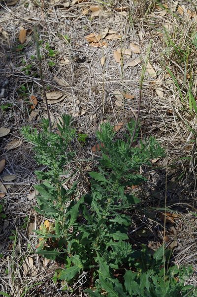 Oenothera mckelveyae, photographed by Eric Knight