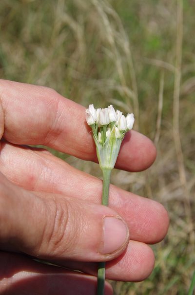 Allium runyonii, photographed by Eric Knight