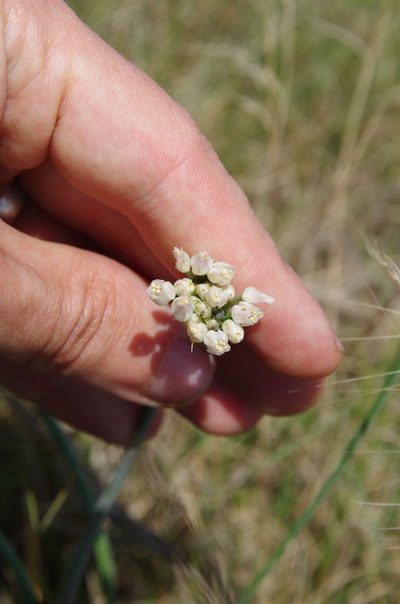 Allium runyonii, photographed by Eric Knight