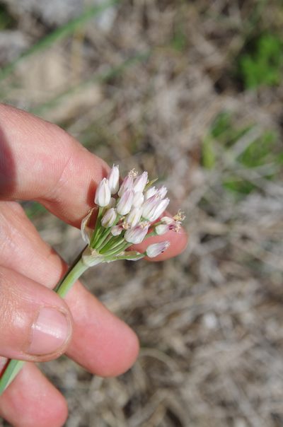 Allium runyonii, photographed by Eric Knight