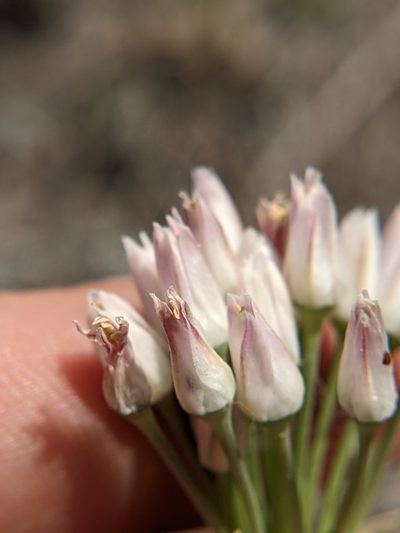 Allium runyonii, photographed by Eric Knight