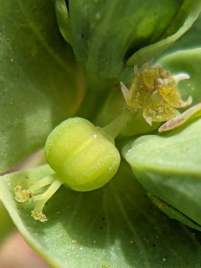 Euphorbia helleri, photographed by Eric Knight