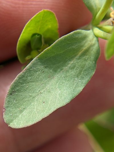 Euphorbia helleri, photographed by Eric Knight