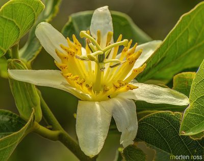 Passiflora mansoi, photographed by Morten Ross