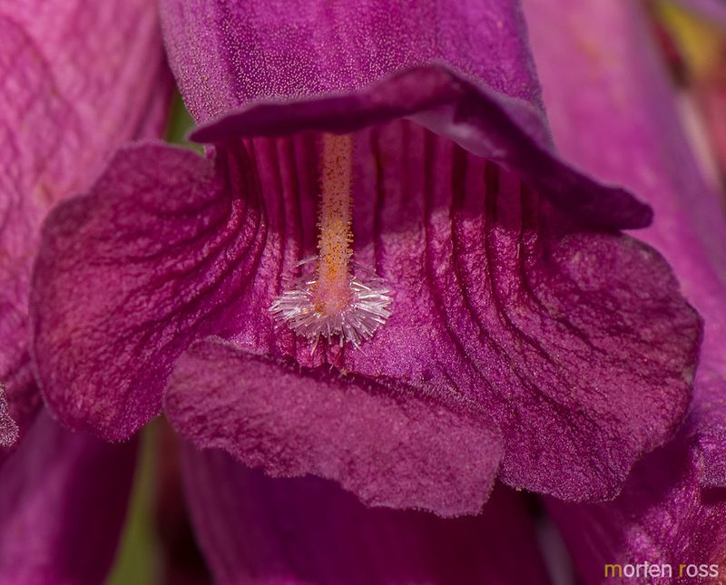 Jacaranda rufa, photographed by Morten Ross