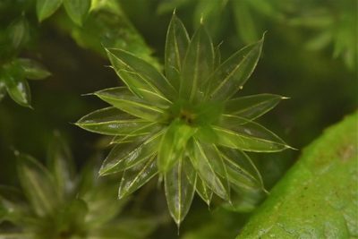 Rosulabryum canariense, photographed by Braden J. Judson