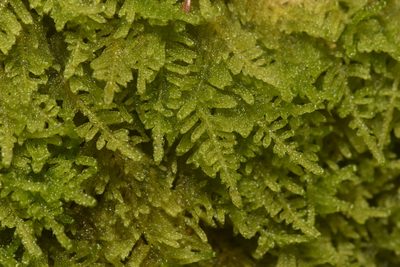 Stereodon subimponens, photographed by Braden J. Judson