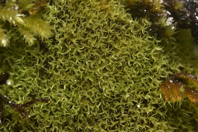 Grimmia torquata, photographed by Braden J. Judson