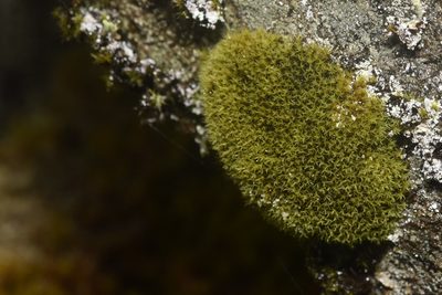 Grimmia torquata, photographed by Braden J. Judson