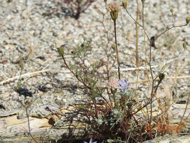 Chaenactis carphoclinia, photographed by Diana