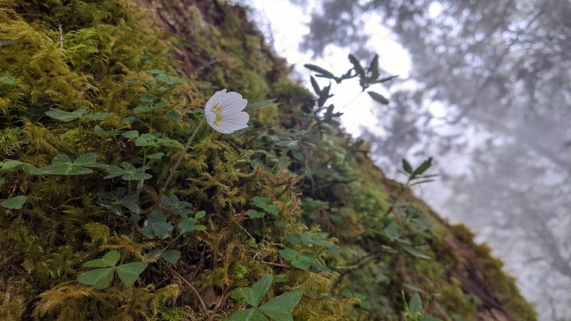 Oxalis griffithii, photographed by Cheng-Te Hsu