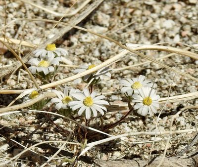 Monoptilon bellioides, photographed by Diana