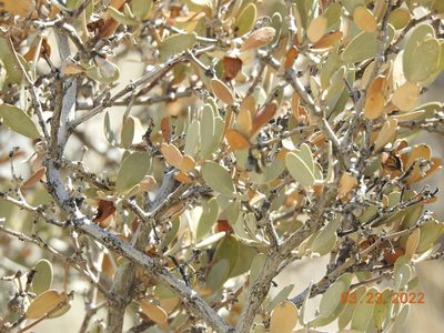 Simmondsia chinensis, photographed by Diana