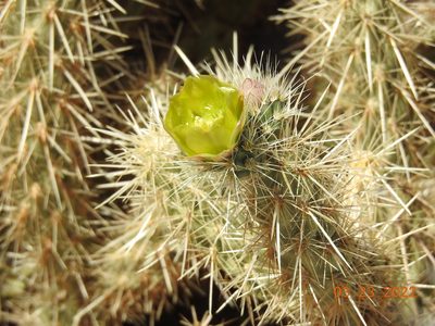 Cylindropuntia ganderi, photographed by Diana