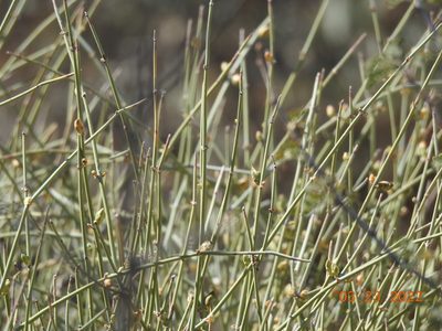 Ephedra californica, photographed by Diana