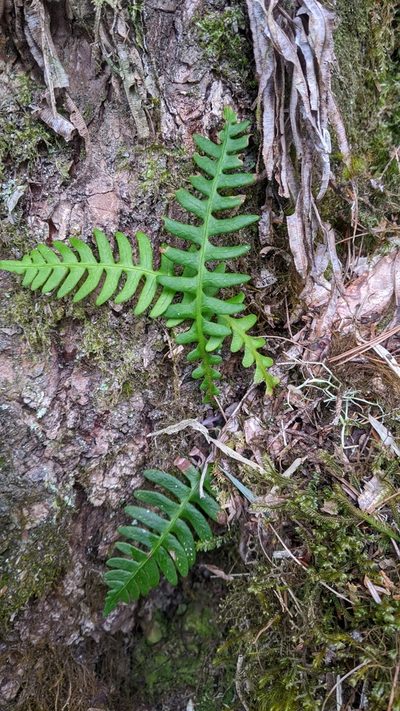 Spicantopsis hancockii, photographed by Cheng-Te Hsu