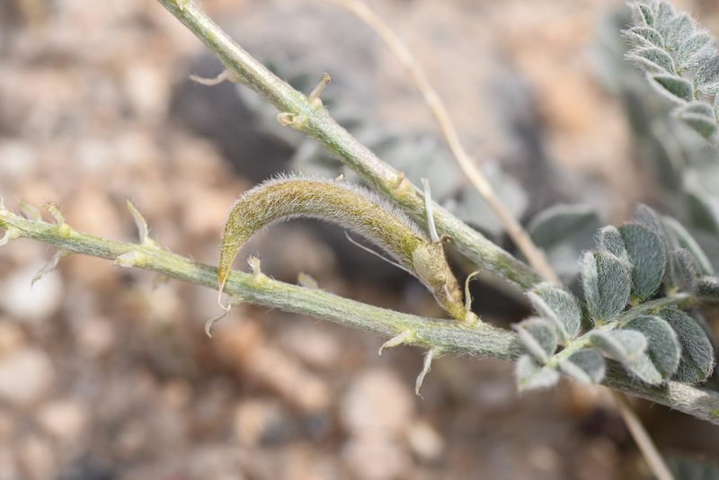 Astragalus layneae, photographed by Trevor Van Loon