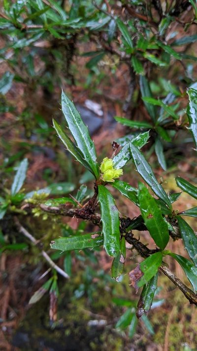 Berberis brevisepala, photographed by Cheng-Te Hsu
