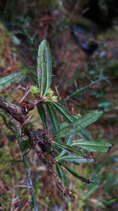 Berberis brevisepala, photographed by Cheng-Te Hsu