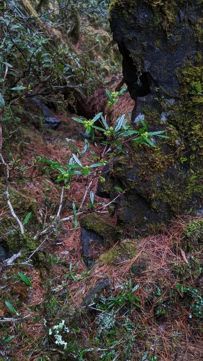 Berberis brevisepala, photographed by Cheng-Te Hsu