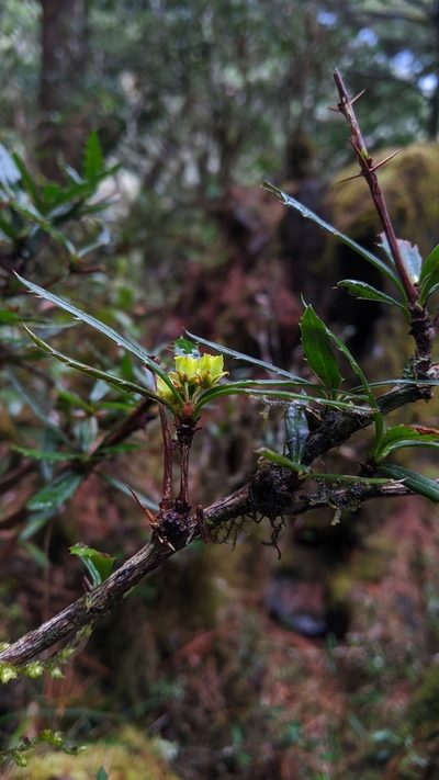 Berberis brevisepala, photographed by Cheng-Te Hsu