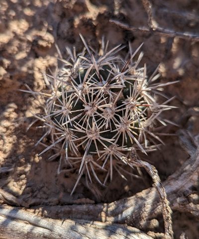 Pediocactus sileri, photographed by Andrew Dudley
