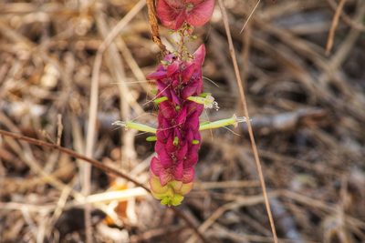 Ipomoea bracteata, photographed by adel-fridus