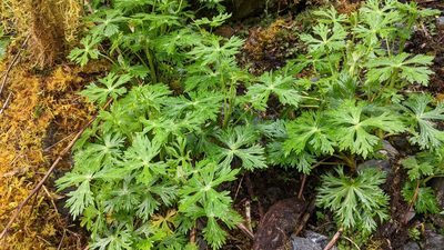 Aconitum fukutomei