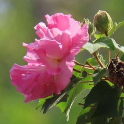Hibiscus mutabilis, photographed by Maria Janeiro