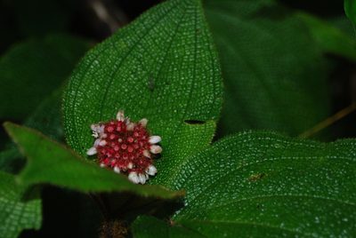 Miconia reflexa, photographed by Loren Cassin Sackett